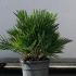 Chamaerops Humilis Vulcano 30-40 cm buy online UK.