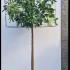 Cherry Laurel Boxhead Trees 2.25 m buy online UK.