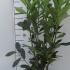 Cherry Laurel Caucasica Prunus Laurocerasus 60-70 cm buy online UK.
