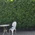 Cherry Laurel hedge, perfect for privacy screening, UK gardens