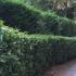 Cherry Laurel, tiered with Cupressus Leylandii for a two tier hedge for privacy