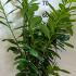 cln 80-100 cm buy online UK.