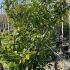 Cherry Laurel Novita - Prunus Novita 1.5-1.75 m buy online UK.