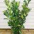 cln 80-100 cm buy online UK.