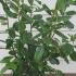 Cherry Laurel Root Ball Hedging 80-100 cm buy online UK.