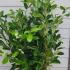 Cherry Laurel Root Ball Hedging 1.25-1.5 m buy online UK.