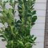Cherry Laurel Root Ball Hedging 1.5-1.75 m buy online UK.