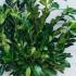 Cherry Laurel Root Ball Hedging 1-1.25 m buy online UK.
