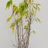 cp 1-1.25 m buy online UK.