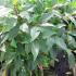 cv 1-1.25 m buy online UK.