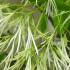 Chionanthus virginicus upright tree with white fringed flowers