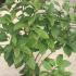 Chionanthus Virginicus 80-100 cm buy online UK.