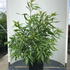 ct 1.5-1.75 m buy online UK.