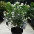 Choisya Aztec Pearl, evergreen shrub with scented flowers for sale at our London nursery, UK