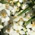 Choisya x Dewitteana Aztec Pearl is an evergreen shrub with glossy green leaves and clusters of fragrant white flowers, offering a fresh, fragrant addition to gardens throughout the year.