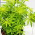 Choisya Dewitteana Goldfingers Mexican Orange  25-30 cm buy online UK.