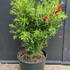 cdw 60-80 cm buy online UK.