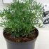 Choisya Dewitteana White Dazzler 25-30 cm buy online UK.