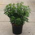 choisyaternata 60-80 cm buy online UK.