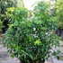 choisyaternata 60-80 cm buy online UK.