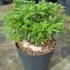 choisyaternata 20-40 cm buy online UK.