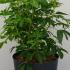 Choisya Ternata 40-50 cm buy online UK.
