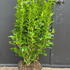 choisyaternata 80-100 cm buy online UK.