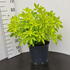 choisyasundance 40-50 cm buy online UK.