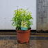choisyasundance 20-25 cm buy online UK.