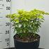 Choisya Ternata Sundance 10-20 cm buy online UK.
