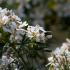 Choisya Dewitteana White Dazzler is a compact, fragrant shrub with vibrant white flowers and aromatic evergreen leaves, adding a fresh, dazzling touch to your garden.