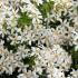 Choisya Dewitteana White Dazzler, also known as the Mexican Orange Blossom, is an evergreen shrub with aromatic white flowers and glossy green leaves, adding a fresh, fragrant touch to gardens year-round.