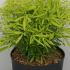 Choisya X Dewitteana Aztec Gold 30-40 cm buy online UK.