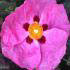 Cistus Purpureus or Purple Flowered Rock Rose for sale online with UK and Ireland delivery.