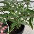 Cistus Silver Pink  25-30 cm buy online UK.