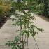clk 1-1.25 m buy online UK.
