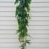 Clematis Armandii 1.75-2 m buy online UK.
