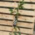 Clematis Armandii 80-100 cm buy online UK.