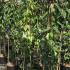 Clematis Armandii Apple Blossom Climber 1.5-1.75 m buy online UK.