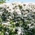 Evergreen climber, Clematis Armandii Apple Blossom mature plant covering a fence