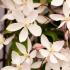 Flowers of Clematis Armandii Apple Blossom variety, an excellent evergreen climber with profuse flowers 