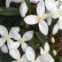 Clematis Armandii evergreen climbing variety buy UK.