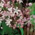 Clematis Armandii Hendersonii Rubra, pink flowering evergreen clematis variety, blooms early Spring. Buy online UK delivery.