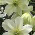 Clematis x Cartmanii Avalanche Evergreen variety of Clematis for sale online with UK delivery. We deliver to Ireland.