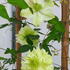 Clematis Florida Alba Plena