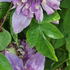 Unique, double-layered blooms make this Clematis a real showstopper. Perfect for walls and trellises.