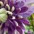 Clematis 