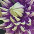 Eye-catching blooms in purple with green-tipped petals. A low-maintenance, high-impact climber.