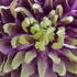 Striking double flowers with purple and green tones. A standout climber for summer colour.