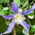 Clematis Fukuzono, Buy Clematis online at our London plant centre UK